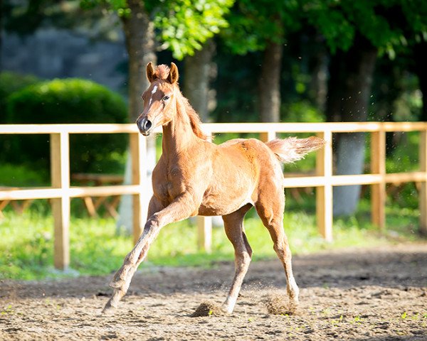 horse Nidjama Tersk 2014 ox (Arabian thoroughbred, 2014, from Mashuk 1977 ox)