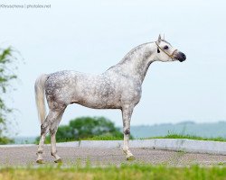 stallion El Farid 2010 ox (Arabian thoroughbred, 2010, from Ekstern 1994 ox)