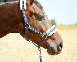 jumper Cotage (Oldenburg show jumper, 2008, from Contendro I)