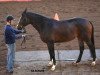 stallion Clear to Jump (Zangersheide riding horse, 2002, from Carnute)