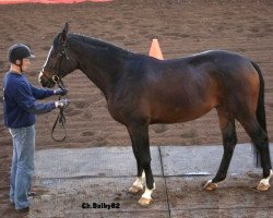 stallion Clear to Jump (Zangersheide riding horse, 2002, from Carnute)