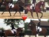 dressage horse King Kong E (German Riding Pony, 2008, from Kennedy WE)