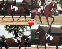 dressage horse King Kong E (German Riding Pony, 2008, from Kennedy WE)