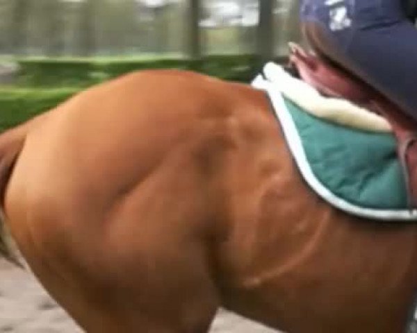 Video of Aktispeed xx