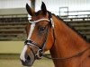 broodmare Cherie de Luxe (German Riding Pony, 2010, from FS Champion de Luxe)