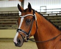 broodmare Cherie de Luxe (German Riding Pony, 2010, from FS Champion de Luxe)