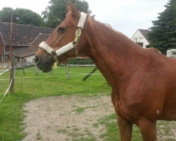 broodmare Fly LB (German Warmblood, 2000, from Franz Hinderlich LB)