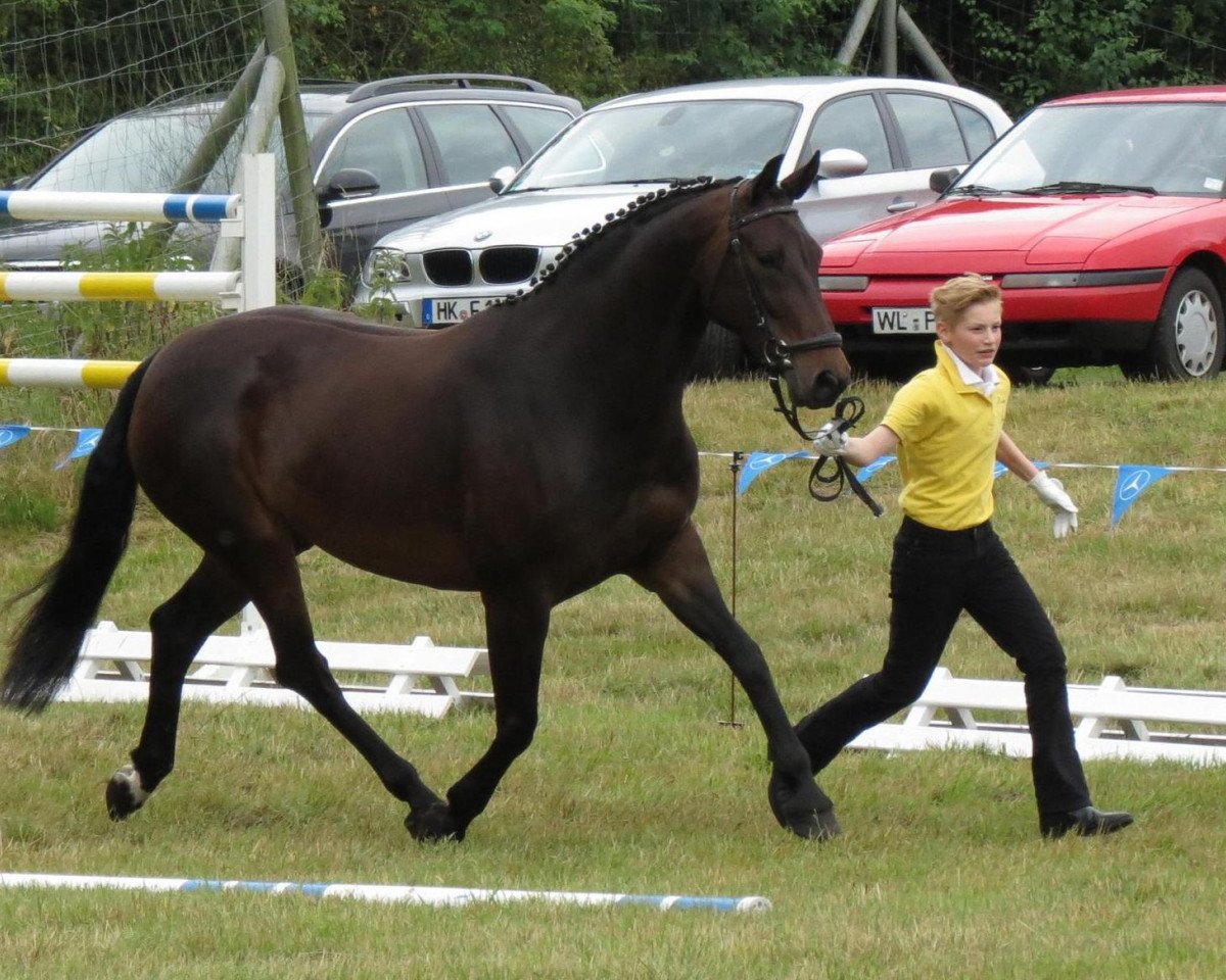 broodmare Despina (Hanoverian, 2005, from De Niro)