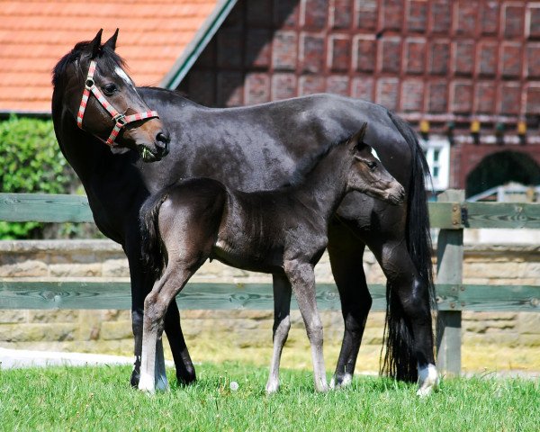 Dressurpferd Donni (Westfale, 2014, von Del Estero NRW)