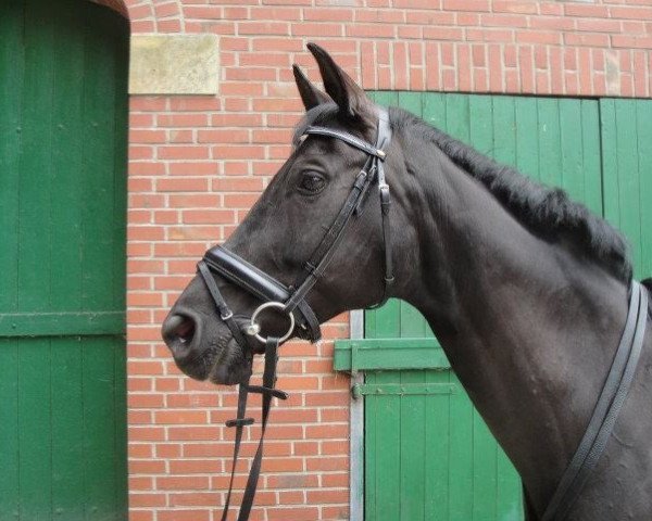 broodmare Larissa Z (Zangersheide riding horse, 1999, from Laristinus)