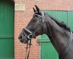 broodmare Larissa Z (Zangersheide riding horse, 1999, from Laristinus)