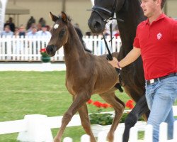 dressage horse Saqib (Oldenburg, 2014, from Scuderia)