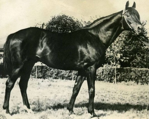 stallion Baltic Baron xx (Thoroughbred, 1938, from Blanc xx)