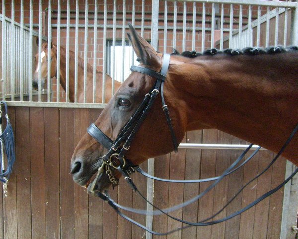 Pferd Borsalino Sm (Trakehner, 1987, von Eisenerz)