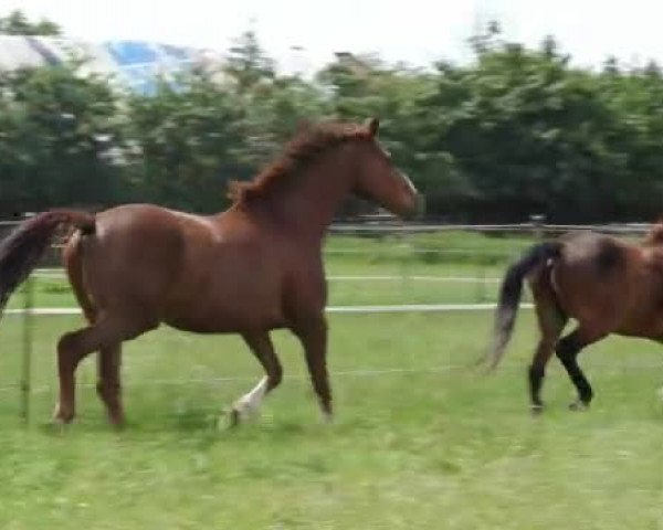 Video of Fürstengold K.c.