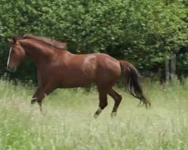 Video of Fürstengold K.c.