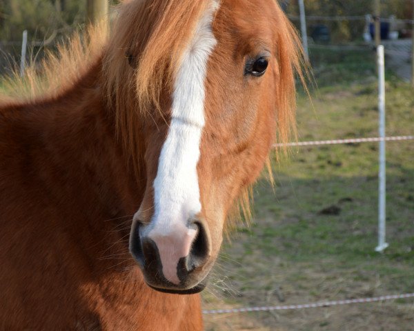 Pferd Simply Red (Arabisches Halbblut / Partbred,  )