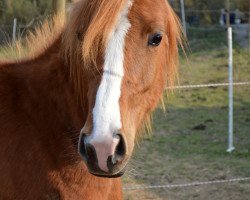 horse Simply Red (Arab half breed / Partbred,  )