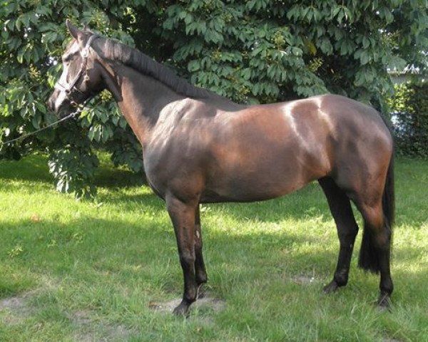 Pferd Lafyte (KWPN (Niederländisches Warmblut), 2004, von Landjoker)