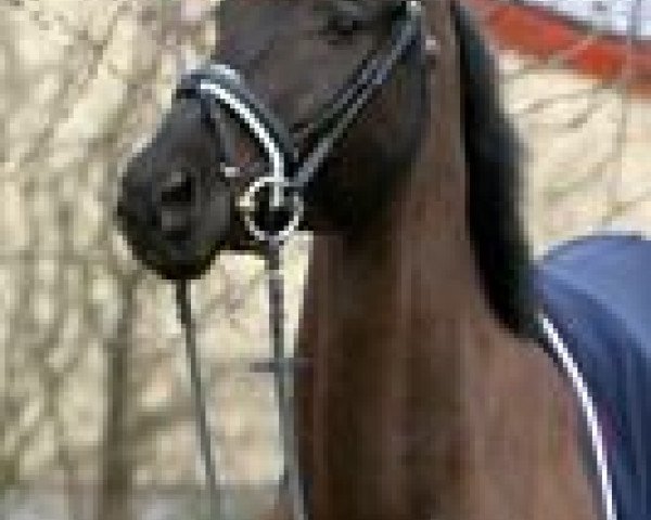 horse Richard Gere (Oldenburg, 2007, from Royal Diamond)