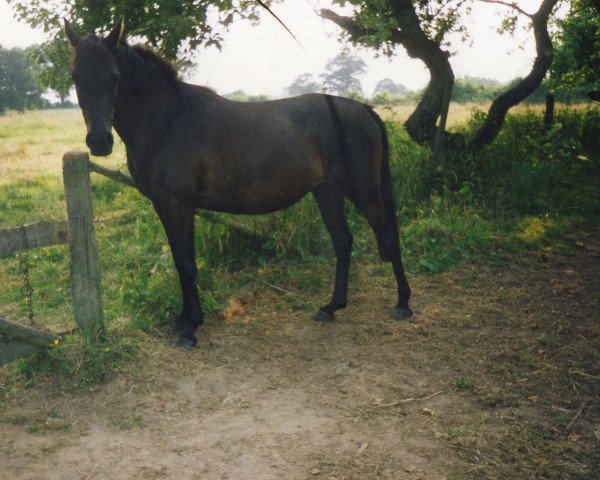 broodmare Comtess (German Riding Pony, 1987, from Rufus)