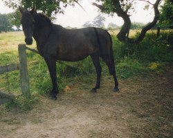 Zuchtstute Comtess (Deutsches Reitpony, 1987, von Rufus)