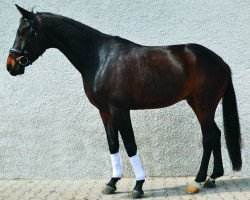 horse First Class (Bavarian, 2009, from Florestano)