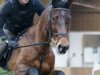 dressage horse Carrigane Louisiana (Rhinelander, 2002, from Lucky's Boy)