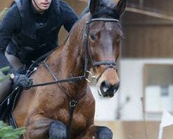 dressage horse Carrigane Louisiana (Rhinelander, 2002, from Lucky's Boy)