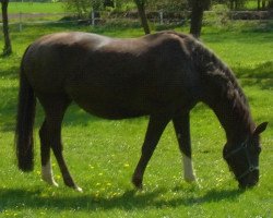 broodmare Dream Rose (Westphalian, 1997, from Dream of Heidelberg I)