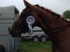 dressage horse Rudolpho Valentino G (German Sport Horse, 2004, from Rubin Royal OLD)