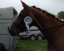 dressage horse Rudolpho Valentino G (German Sport Horse, 2004, from Rubin Royal OLD)