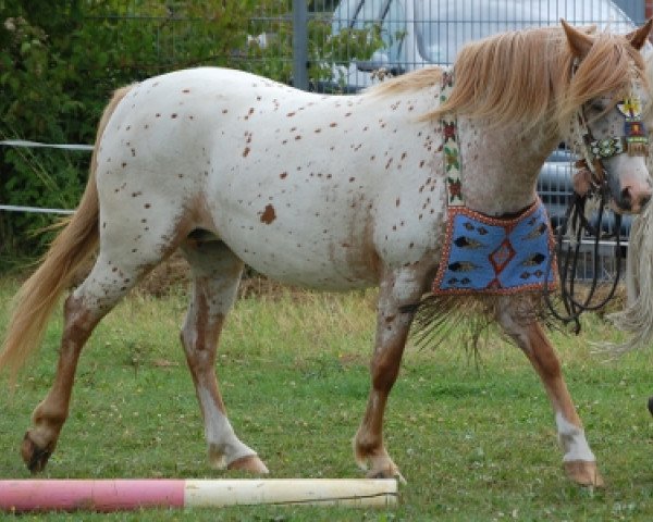 Zuchtstute ICR Miskogiizhiikwe (Appaloosa, 2005, von Ralf v.d. NL)