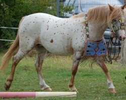 broodmare ICR Miskogiizhiikwe (Appaloosa, 2005, from Ralf v.d. NL)