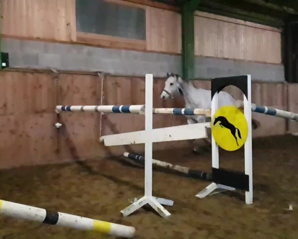 Video of Graziano 130