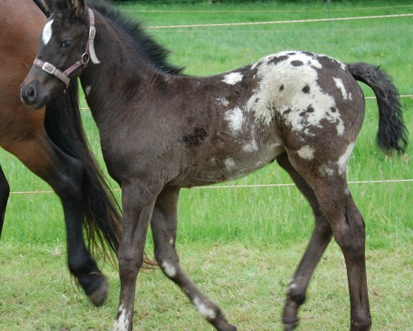 Pferd ICR Ishkode (Appaloosa, 2014, von ICR Zhaawan)