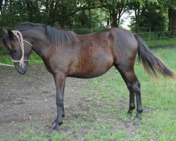 dressage horse ICR Shooneyah (Pinto/Pony, 2013, from ICR Noodin Oniimii)