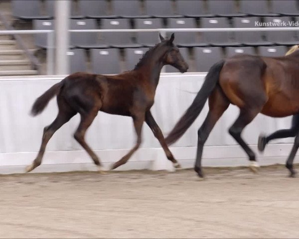Video of Lichtblick