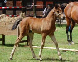 horse ICR Niiskaadad (Pinto/Pleasure, 2014, from ICR Zhaawan)