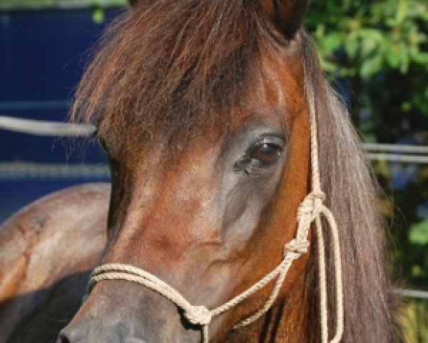 broodmare ICR Chi-Chi (Pinto / Pony, 1994)