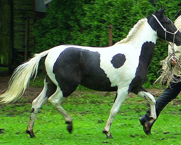 Zuchtstute ICR Giizisookwe (Pinto/Pony, 2009, von Zinto)