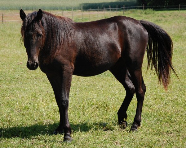 broodmare ICR Anang Giizis (Pinto / Pony, 2012, from Zinto)