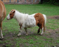 horse Bessi 11 (Shetland Pony, 1994)