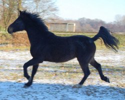 horse Witko (Arabian, 1998)