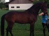 dressage horse Nea´s Diamond (Oldenburg, 2008, from Diamond Hit)