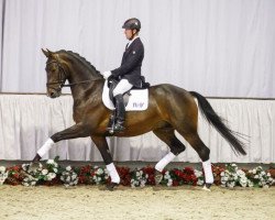 dressage horse Del Bosque (Westphalian, 2012, from Depeche Mode)