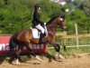 dressage horse Candy (German Riding Pony, 2009, from Halifax)