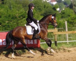 dressage horse Candy (German Riding Pony, 2009, from Halifax)