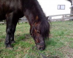 stallion Jackson (German Classic Pony, 1999, from Jo-Jo)