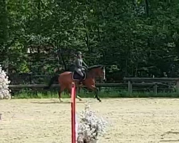 Video of Cusano